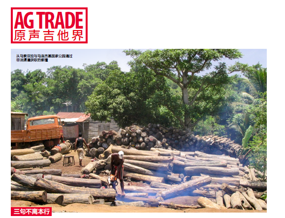 [AG杂志]国际上严厉禁止非法砍伐木材，紫檀现状令人担忧 AG296